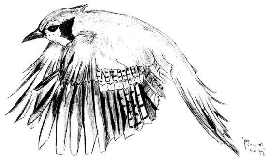 blue_jay_pencil