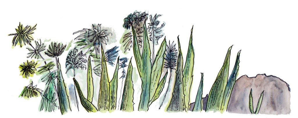 succulents_watercolor