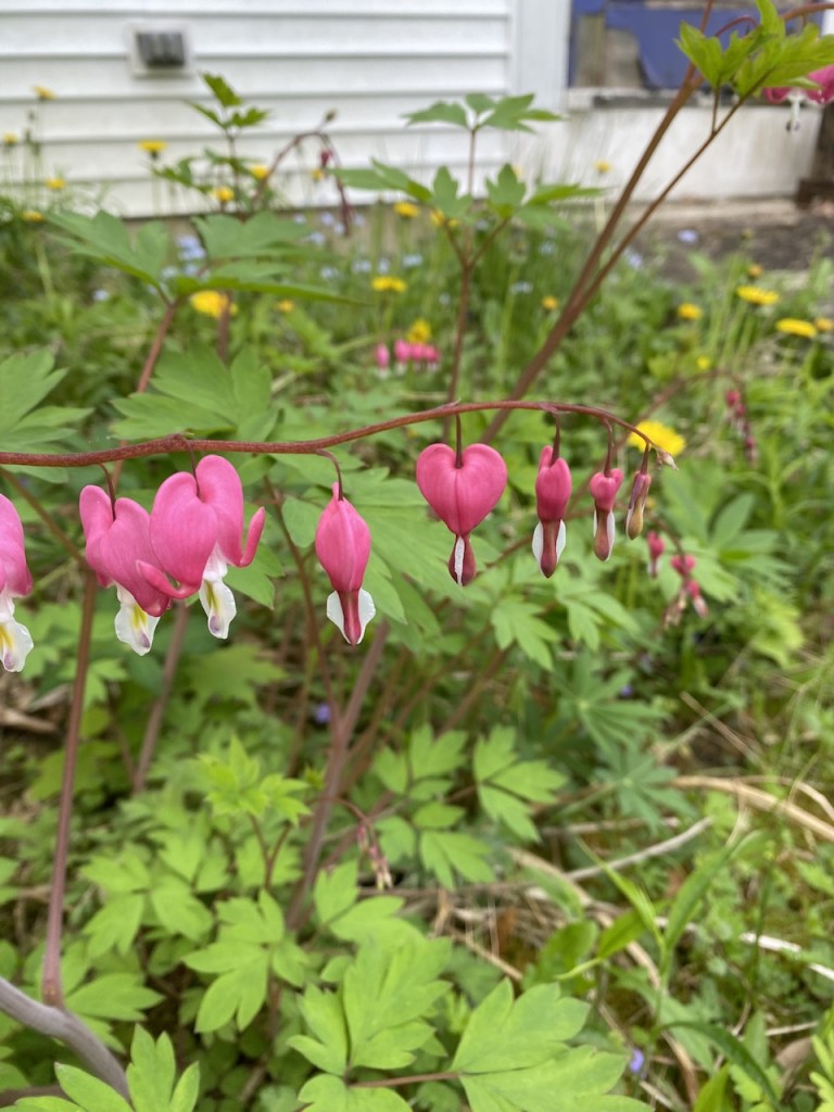 bleeding heart